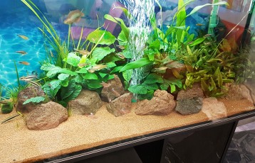 TÁRSAS AKVÁRIUM EGY MAGÁNISKOLA AULÁJÁBAN (250 LITER)