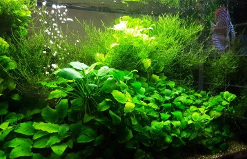125 LITERES LOW TECH JAPÁN STÍLUSÚ AKVÁRIUM