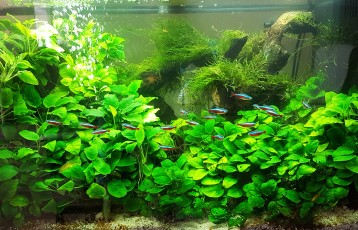 125 LITERES LOW TECH JAPÁN STÍLUSÚ AKVÁRIUM