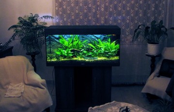 180 LITERES ÉDESVIZŰ AKVÁRIUM EGY BUDAI CSALÁDI HÁZBAN
